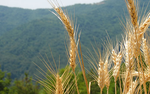 Siamo uomini di farro