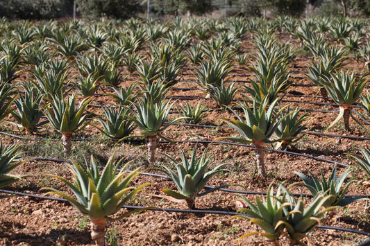 Pure Organic Aloe Arborescens Juice | "PUR ALOE" | 500 ml