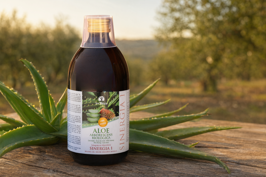 Aloe Arborescens Padre Zago Sinergia 1 di Teo Natura tra foglie di aloe in una campagna siciliana