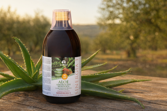Aloe Arborescens Padre Zago Sinergia 1 di Teo Natura tra foglie di aloe in una campagna siciliana