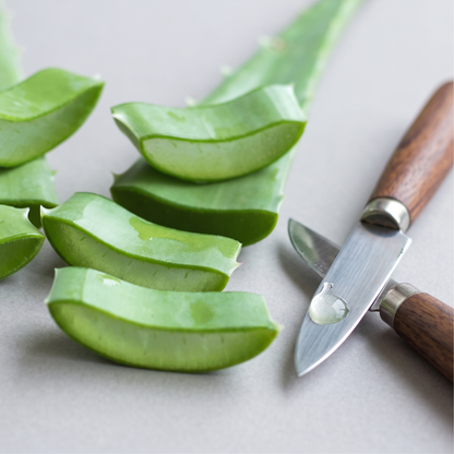 Folhas de Aloe Vera (ou barbadensis) ORGÂNICAS