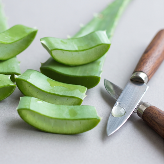 Foglie di Aloe Vera (o barbadensis) BIO