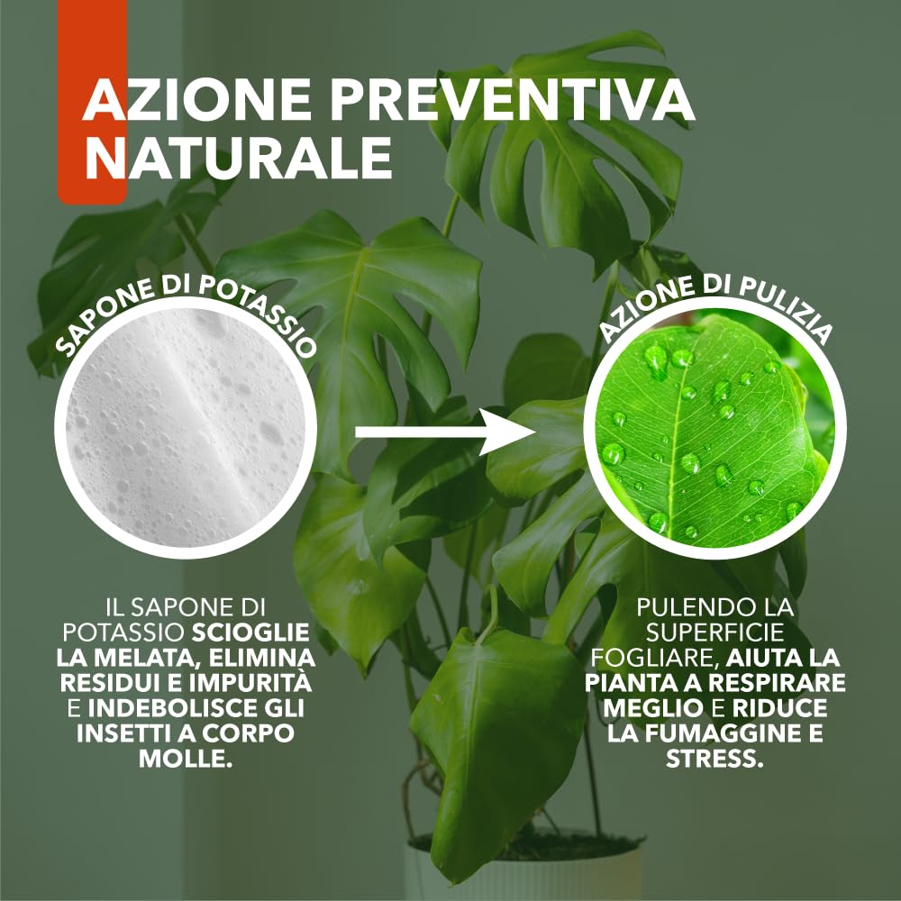 Sapone Molle Potassico Spray 500 ml – Insetticida Naturale per Piante, Afidi, Cocciniglia, Effetto Corroborante e Lava Melata