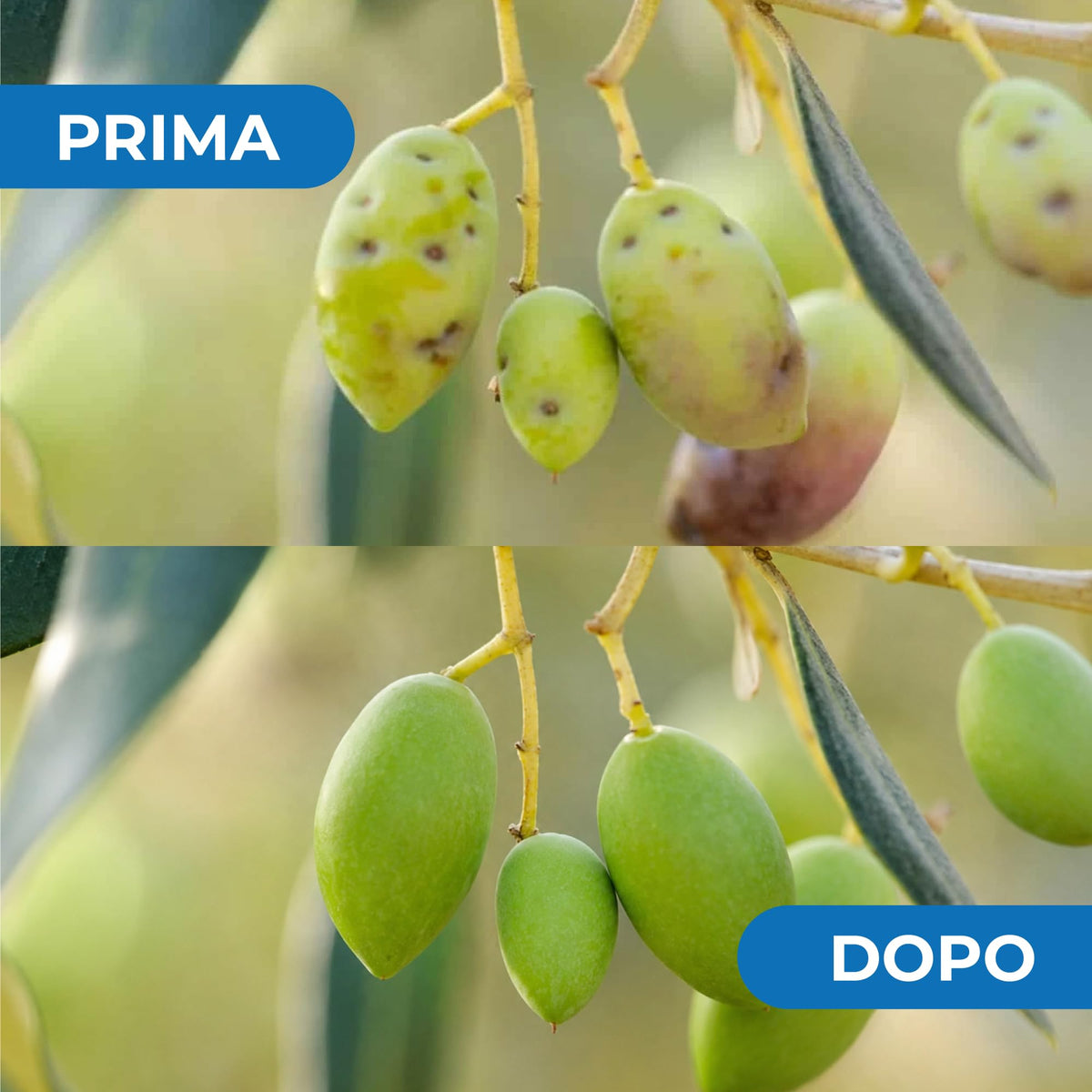Caolino corroborante potenziatore difese naturali MOSCA DELL'OLIVO 25 kg