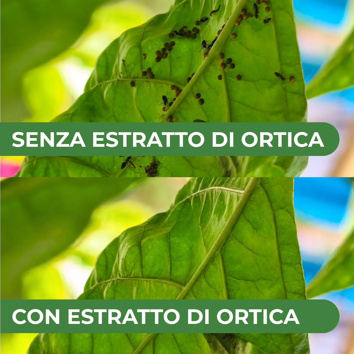 Estratto di Ortica Concentrato 1L – Insetticida Naturale, Fungicida e Acaricida – Uso Biologico – Idrosolubile, per Orto, Frutteto e Piante da Giardino