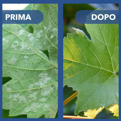 Solfato di Rame | Concime Inorganico Puro 98/99% | Rame Solubile 25% | Uso Agricolo e Biologico | Residuo Zero | Rame Pentaidrato per Orto e Giardino 1 kg