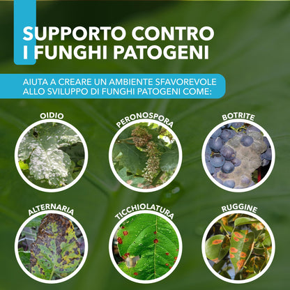 Bicarbonato di Potassio Bio per Agricoltura Naturale e Piante – KPower 500 gr | Contro Oidio, Muffa Grigia, Peronospora, Monilia, Ticchiolatura, Bolla del Pesco, Marciume