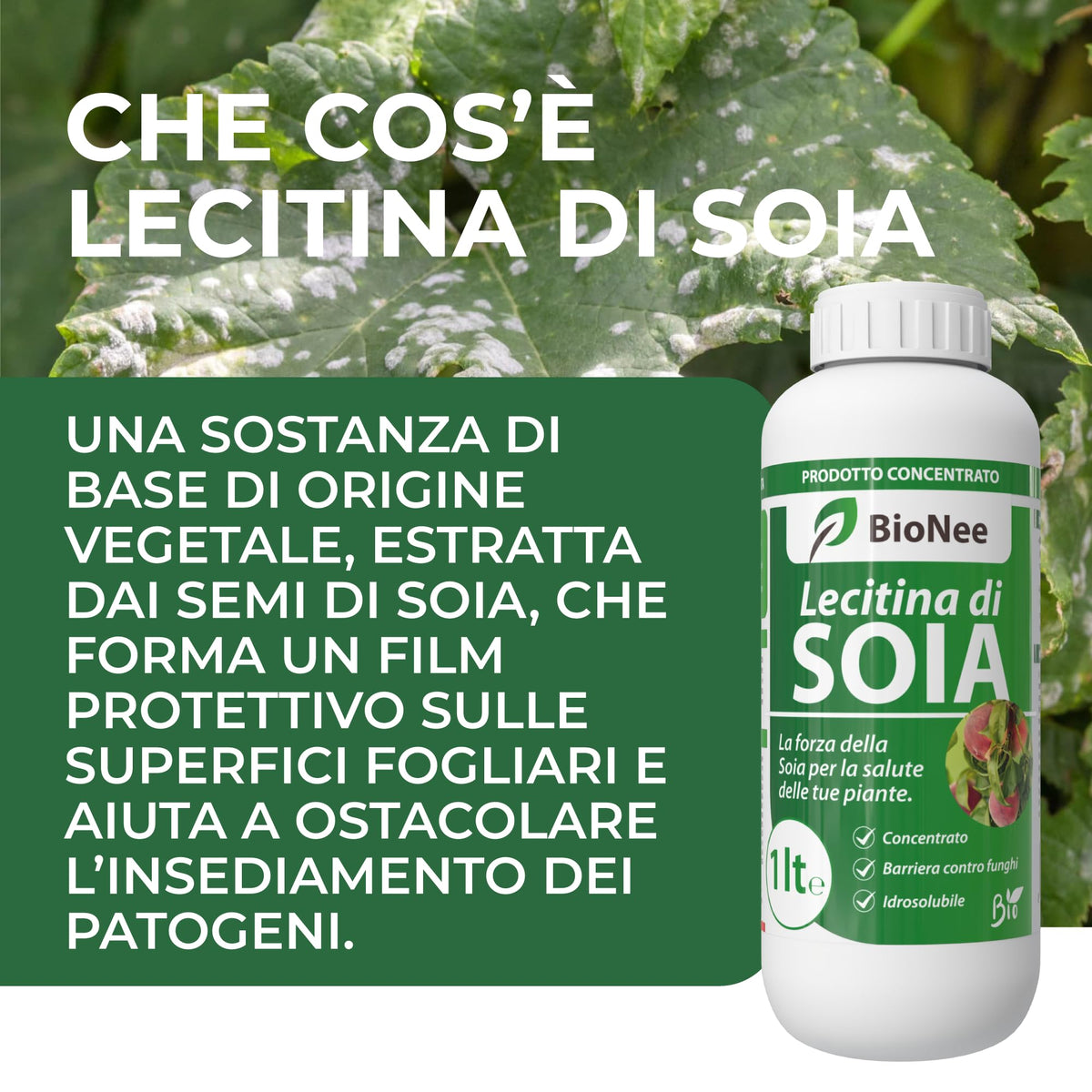 Lecitina di Soia 1L – Sostanza di Base Naturale | Concentrato Idrosolubile per Uso Agricolo | Barriera Protettiva contro Funghi | Per Piante da Frutto, Ortive e Ornamentali
