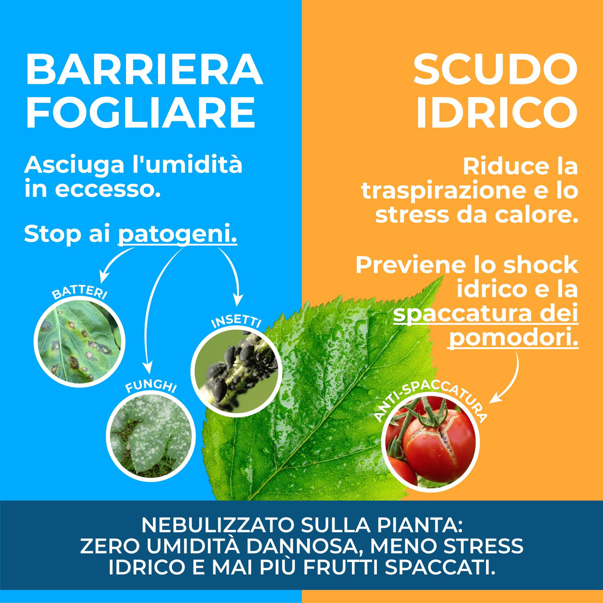 Gel di Silice per agricoltura x 1 KG - Polvere di roccia, Potenziatore delle difese naturali Effetto Insetticida e Fungicida - Per Orto e Piante - BIO - fba