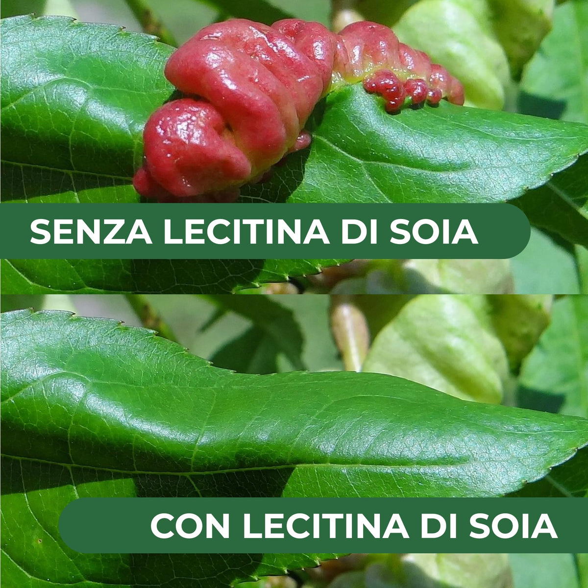 Lecitina di Soia 1L – Sostanza di Base Naturale | Concentrato Idrosolubile per Uso Agricolo | Barriera Protettiva contro Funghi | Per Piante da Frutto, Ortive e Ornamentali