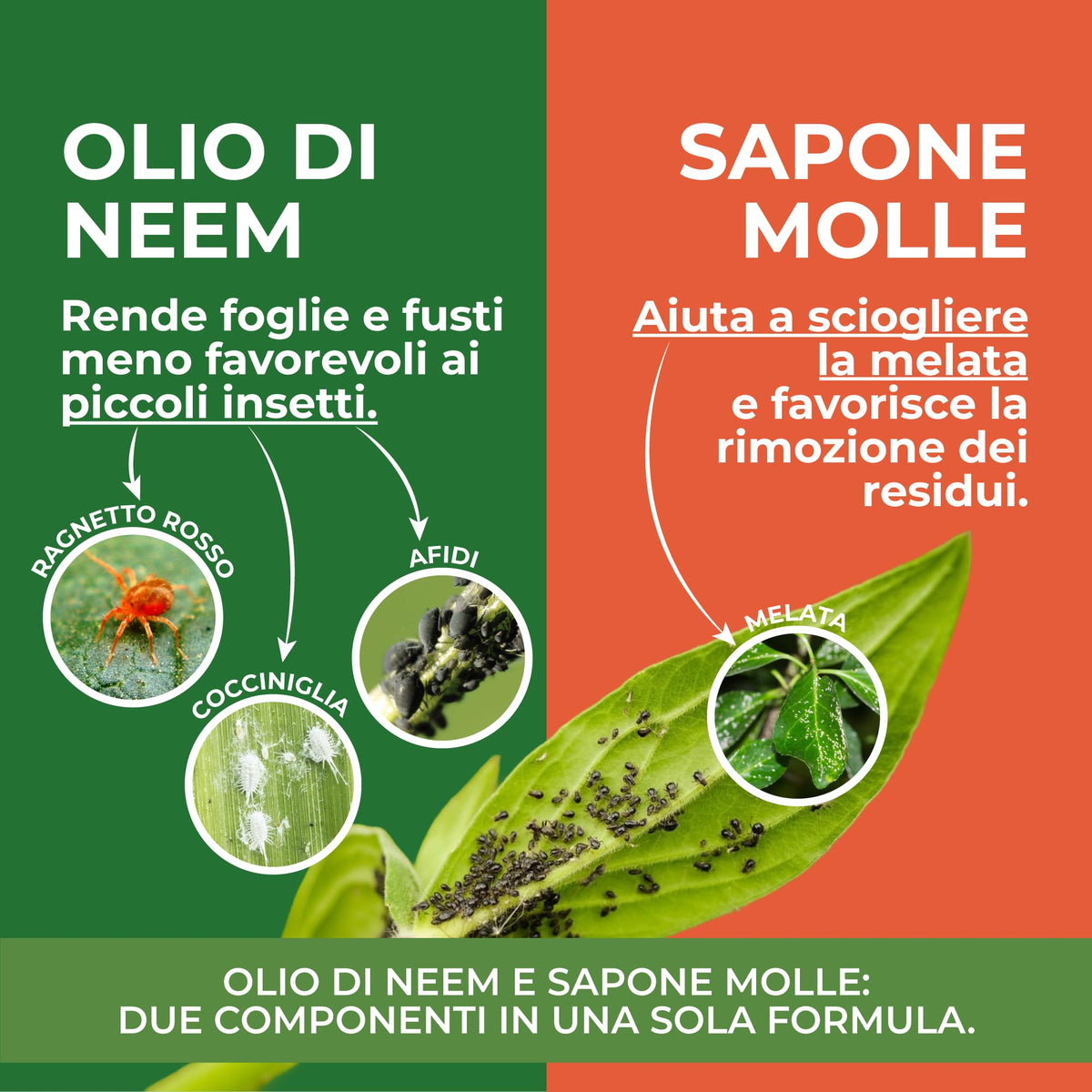 Miscela Neem-Po per Piante Biologico | Olio di Neem + Sapone molle di potassio Solubile Ottimo Contro le Avversità Esterne di Orto, Prato e Giardino 1 lt