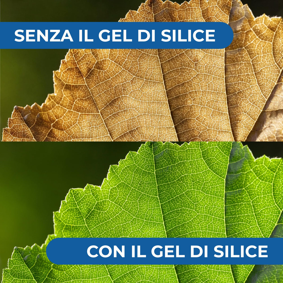 Gel di Silice per agricoltura x 1 KG - Polvere di roccia, Potenziatore delle difese naturali Effetto Insetticida e Fungicida - Per Orto e Piante - BIO - fba