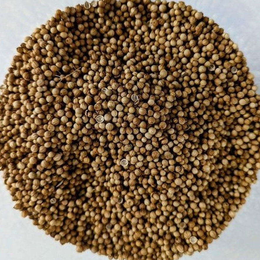 Cilantro Extra Calidad (Coriandrum Sativum L.)