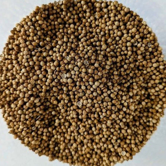 Cilantro Extra Calidad (Coriandrum Sativum L.)