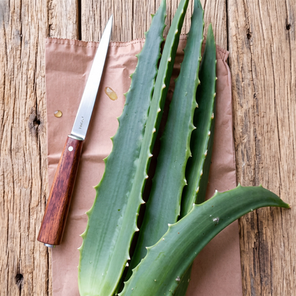 Feuilles Fraîches d'Aloe Arborescens Bio
