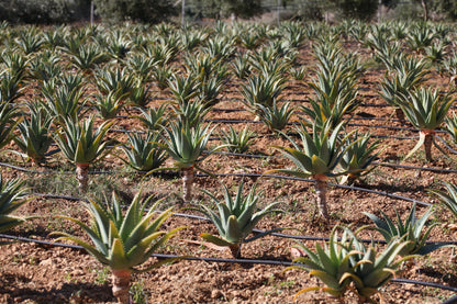 Aloe Arborescens Padre Zago | SINERGIA 1 | 750ml - Ricetta Originale Bio