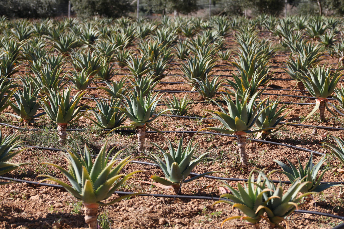 Foglie Fresche Aloe Arborescens a Foglia Larga
