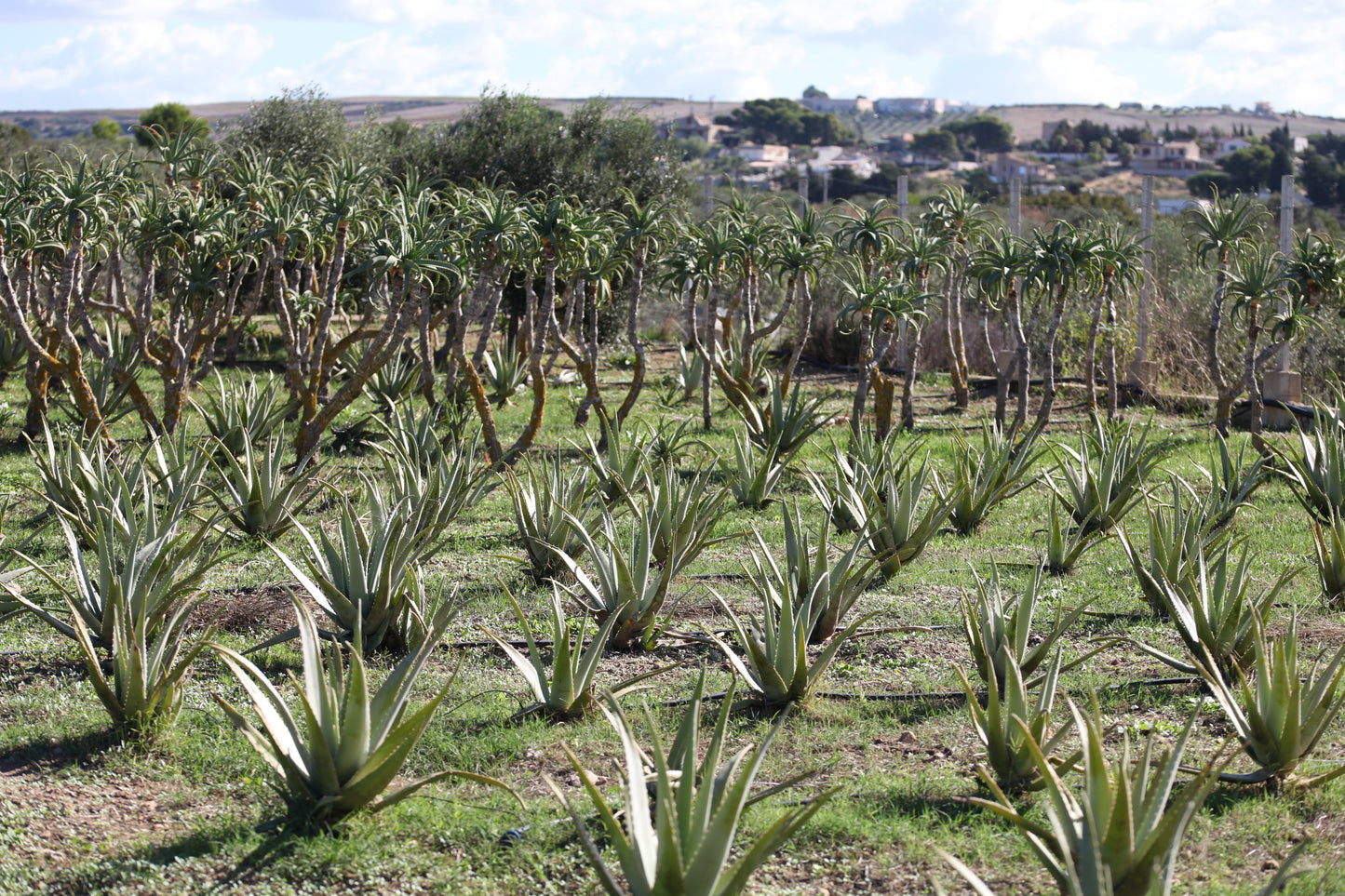 Feuilles Fraîches d'Aloe Arborescens Bio