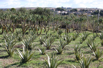 Aloe Arborescens Padre Zago | SINERGIA 1 | 750ml - Ricetta Originale Bio