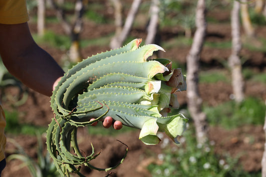 Foglie Fresche Aloe Arborescens Bio