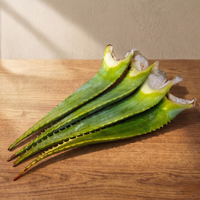 Foglie Fresche Aloe Arborescens a Foglia Larga
