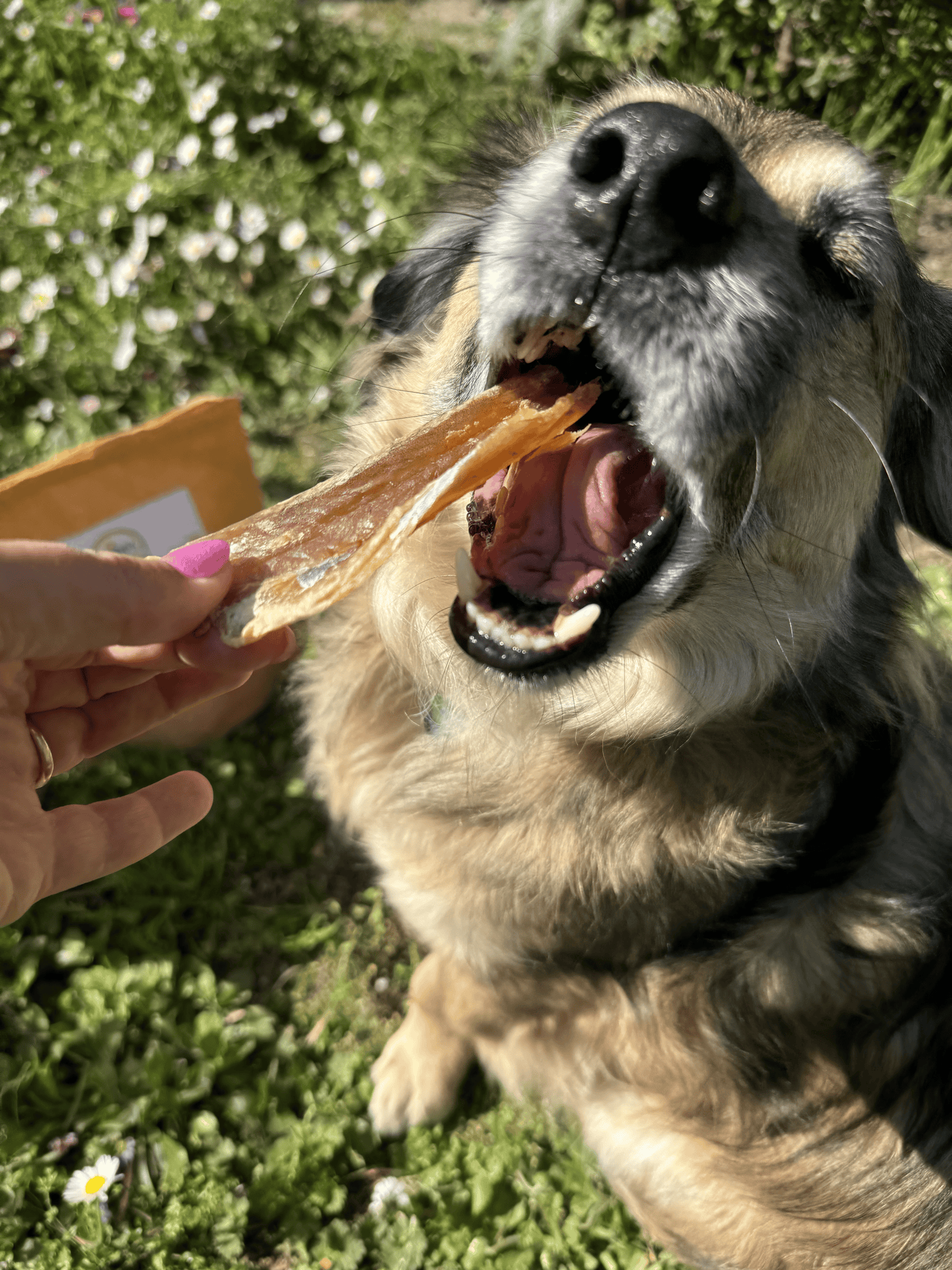 Fishy Snack : filets de cabillaud pour chiens et chats