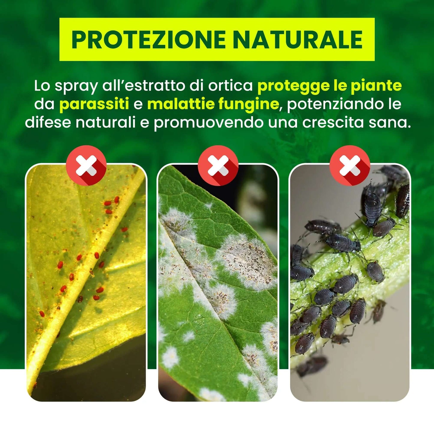 Inseticida Natural para Plantas 750 ml - À Base de Extrato Orgânico de Urtiga - Eficaz Contra Cochonilhas, Pulgões, Ácaro Vermelho e Piolhos - Spray