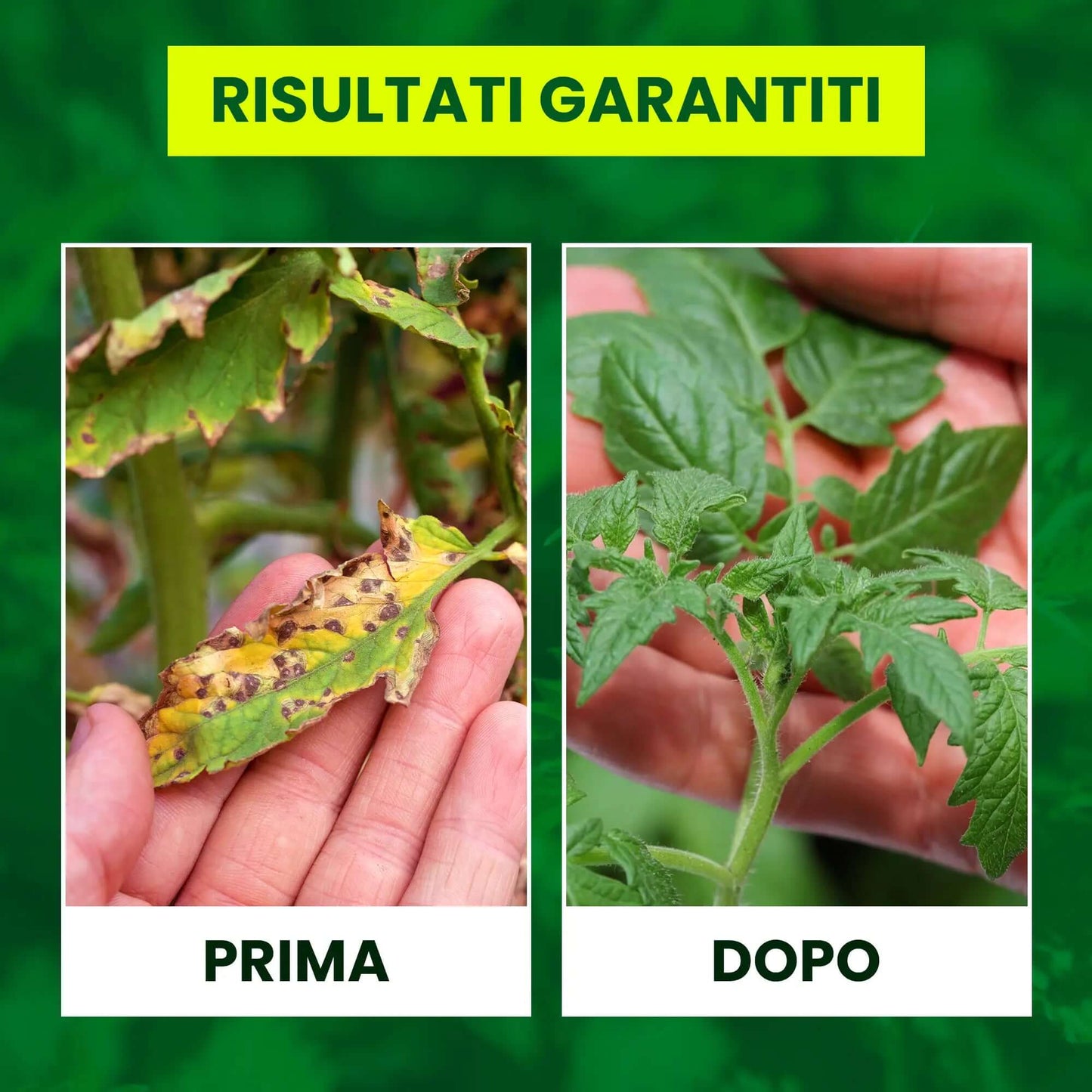 Inseticida Natural para Plantas 750 ml - À Base de Extrato Orgânico de Urtiga - Eficaz Contra Cochonilhas, Pulgões, Ácaro Vermelho e Piolhos - Spray